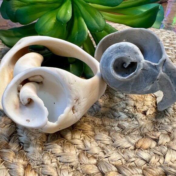 SALE!  Two Unique Sea Shells - Picture 6 of 7